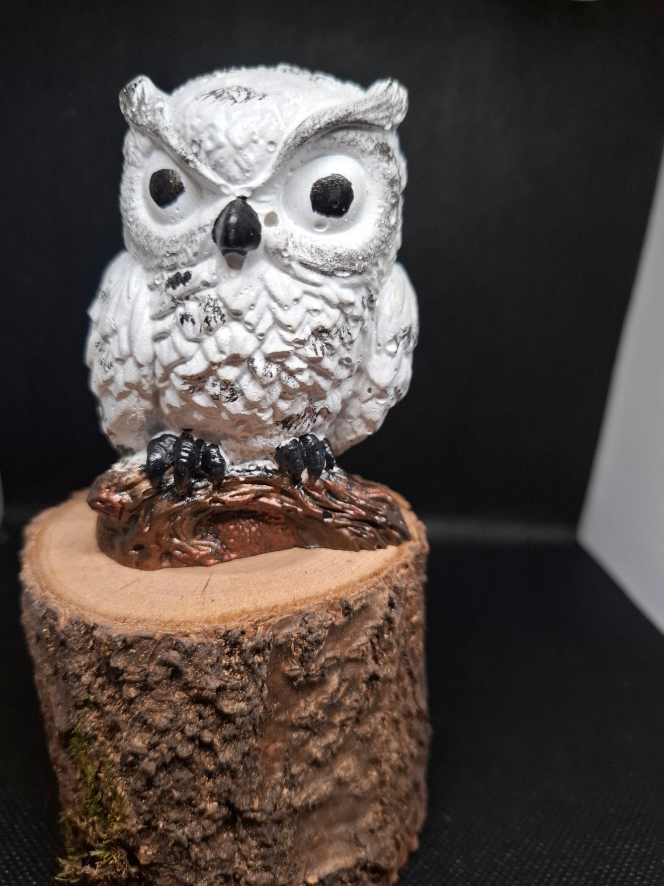 „Weiße Eule auf Ast“ 🌲