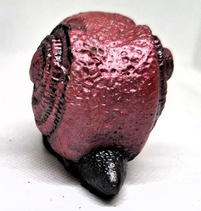 „Rot-Schwarzer Schneckenschädel“ – mystisch, robust & einzigartig ❤️🖤🐌💀