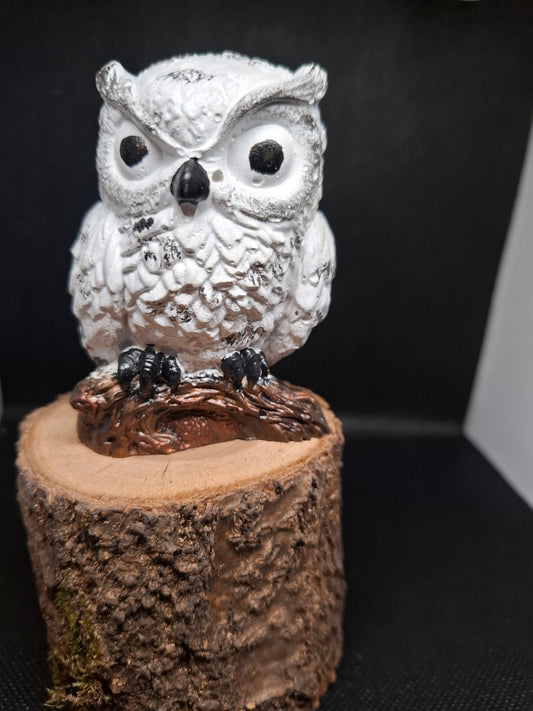 „Weiße Eule auf Ast“ 🌲