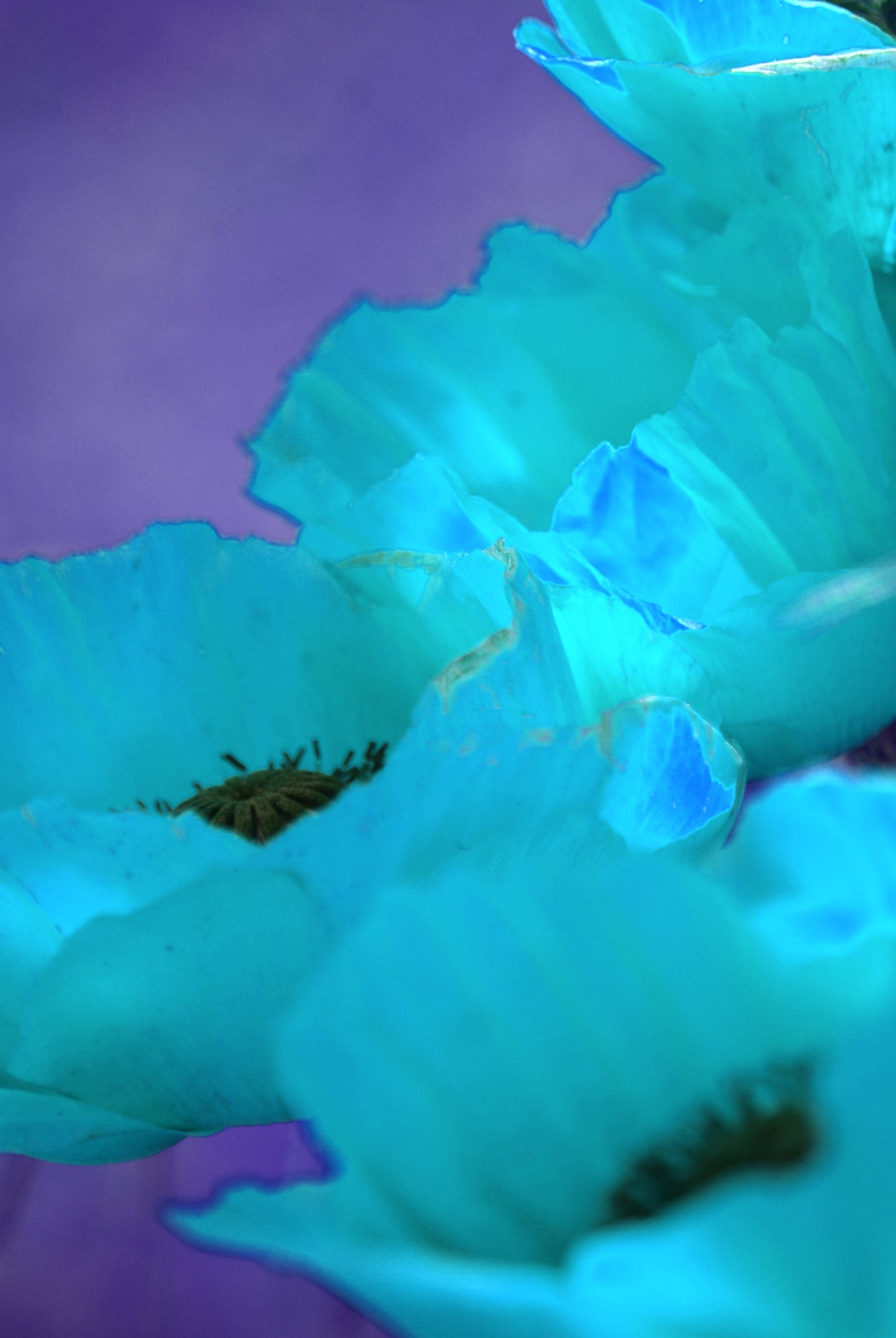 Türkiser Mohn