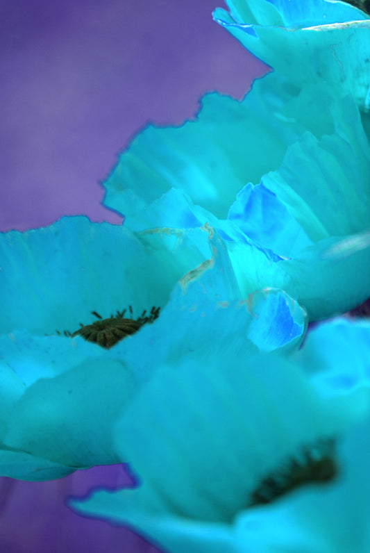 Türkiser Mohn